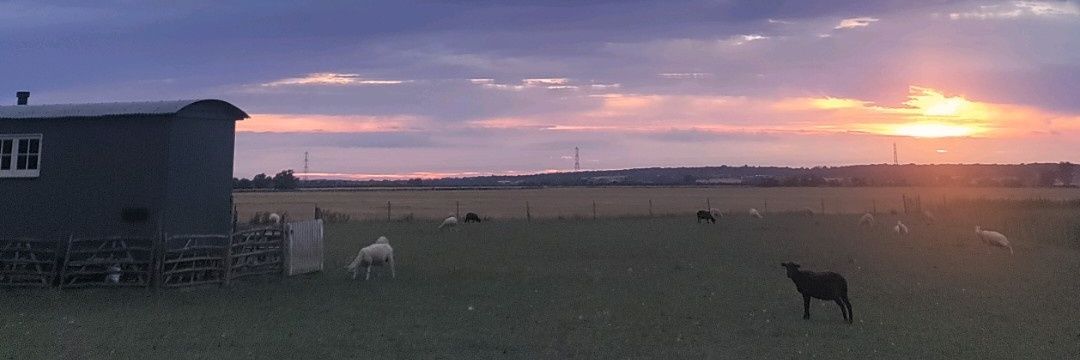 Romney Marsh Wools banner