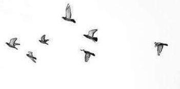 ClariRoca's profile banner image