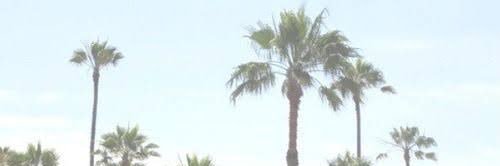 libyacallis's profile banner image