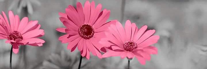 Simsimabha's profile banner image