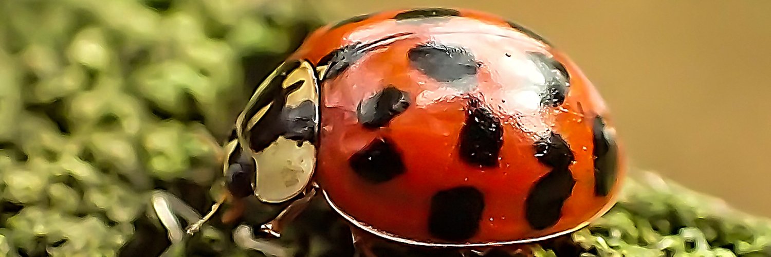 #MacroHour 🌿 banner