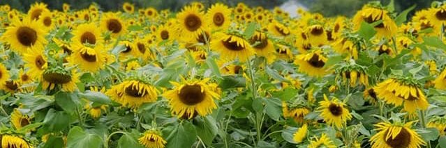 callme_laurs's profile banner image