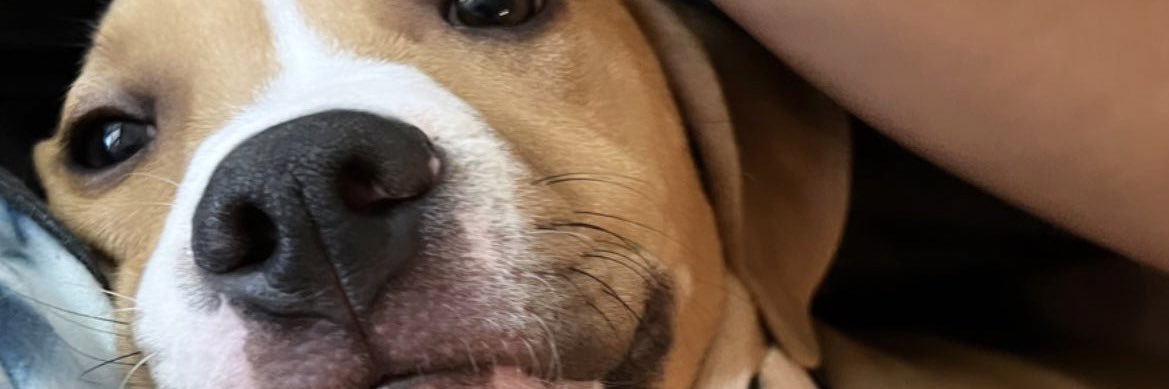 tiffanystvil's profile banner image