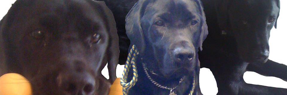 Betsy banner