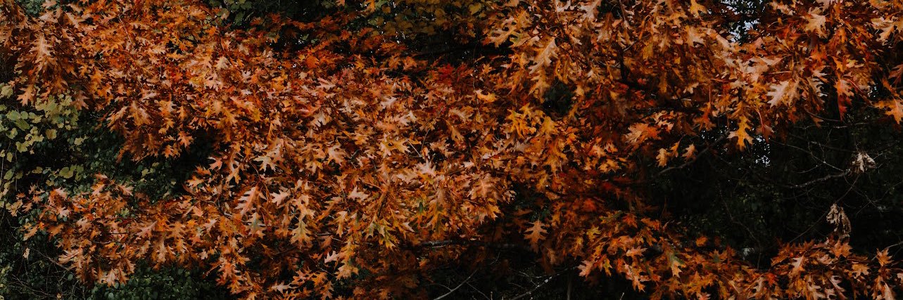 addieloftus's profile banner image