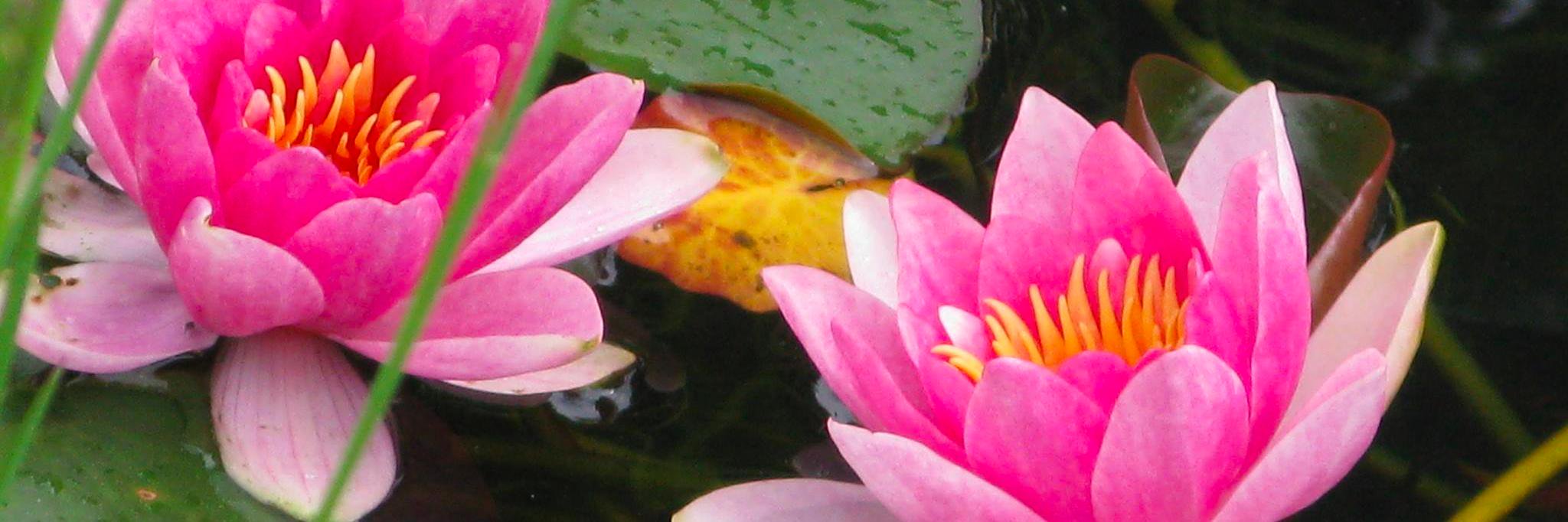 learnbiodanza's profile banner image