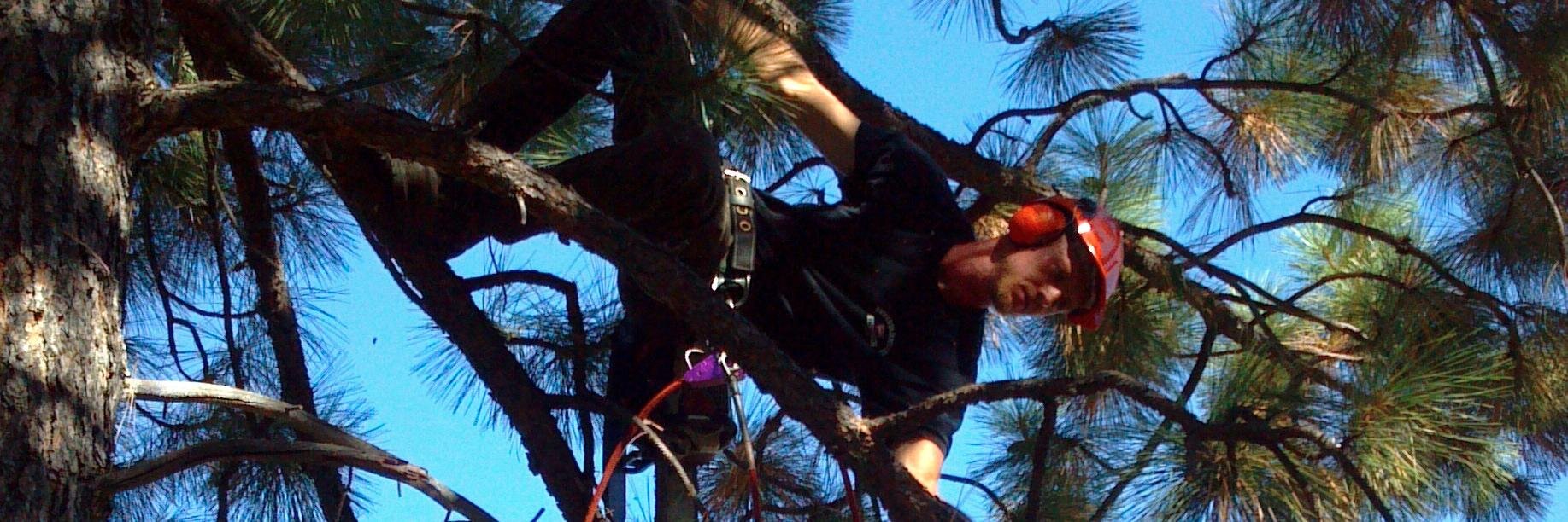 bendtrees's profile banner image