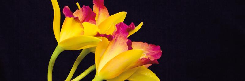 Dominique Collado banner