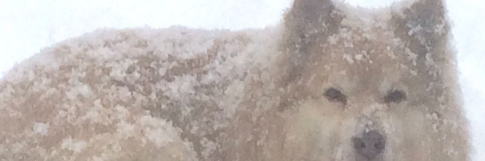 Kamulainen's profile banner image