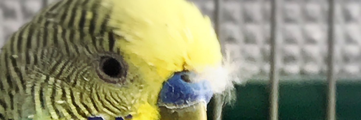 ParlColon's profile banner image
