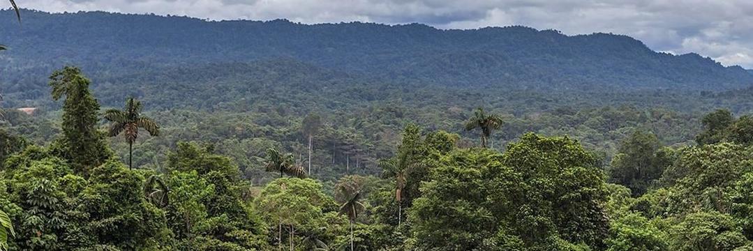 Proyecto Washu banner