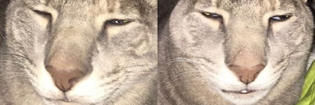 CAPSLOCKCATE's profile banner image