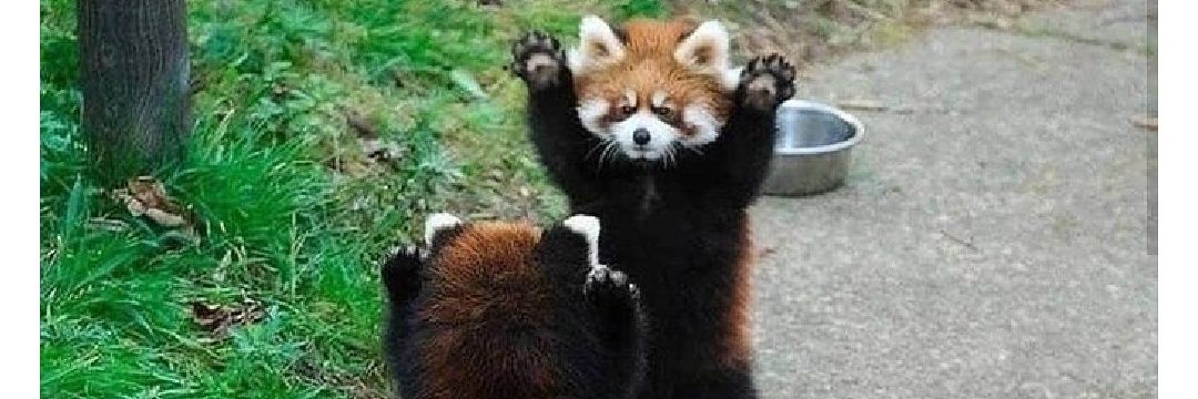 Mr Dale Mason banner