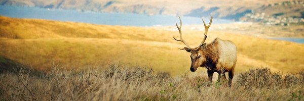 Camillment Profile Banner