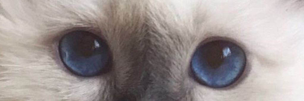 LornaPiazzi's profile banner image