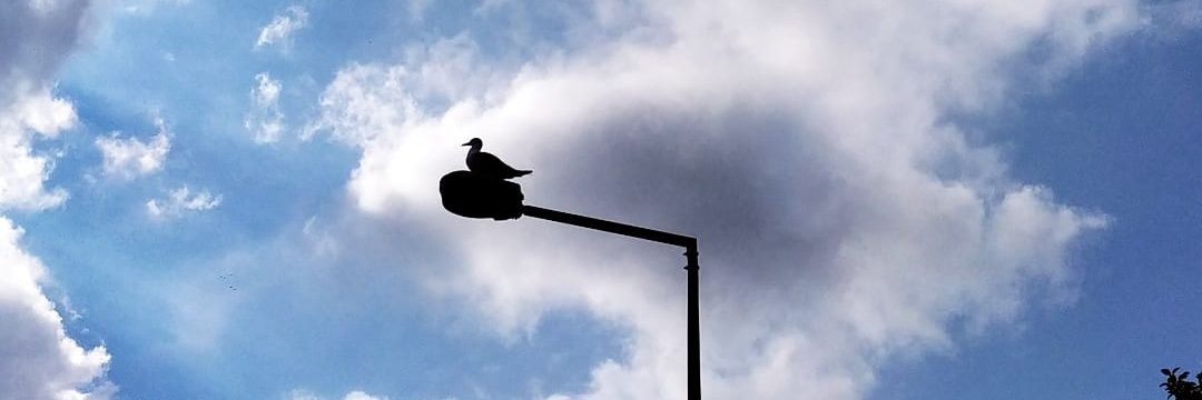 Nesibecnkr's profile banner image