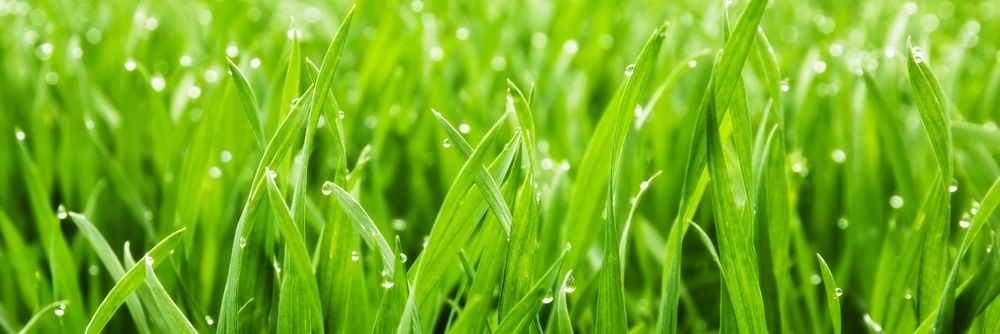 BaaBaaOrganic's profile banner image