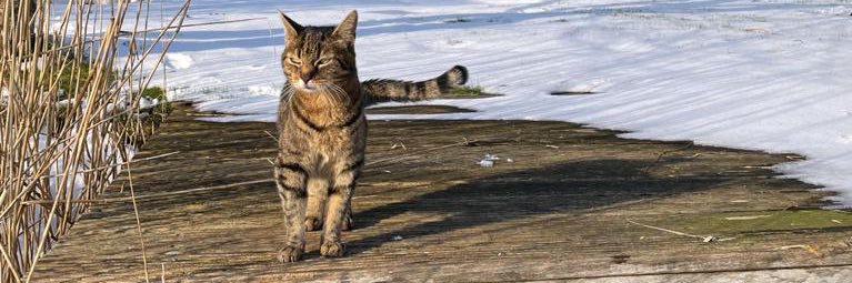 Ilseshuis's profile banner image