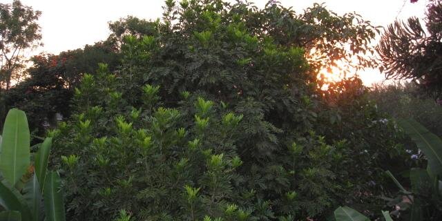 There’s something wrong with disappear banner