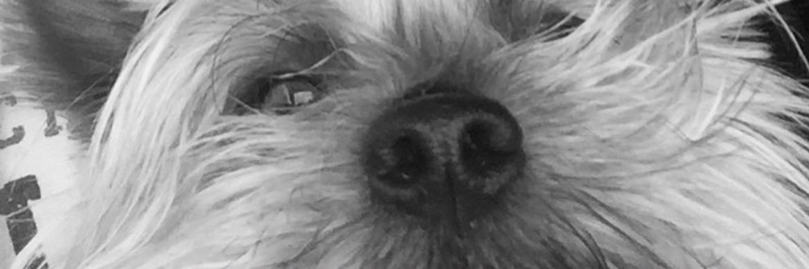 _laaragonzalez's profile banner image