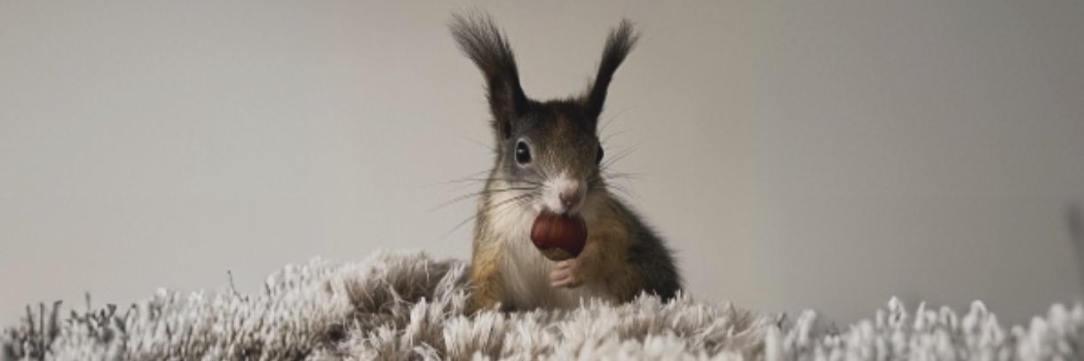 SaverioSlmt 🏍 🐿 banner