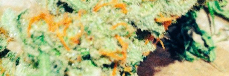 WhyNotScrog's profile banner image