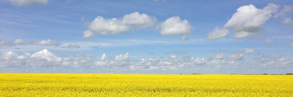 shanefalk Profile Banner