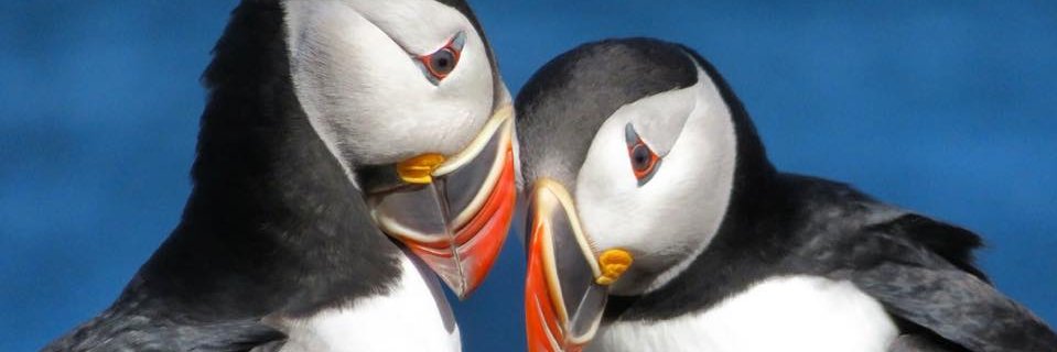 annsullivancbc's profile banner image