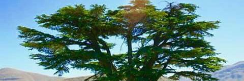 NiamHarb's profile banner image
