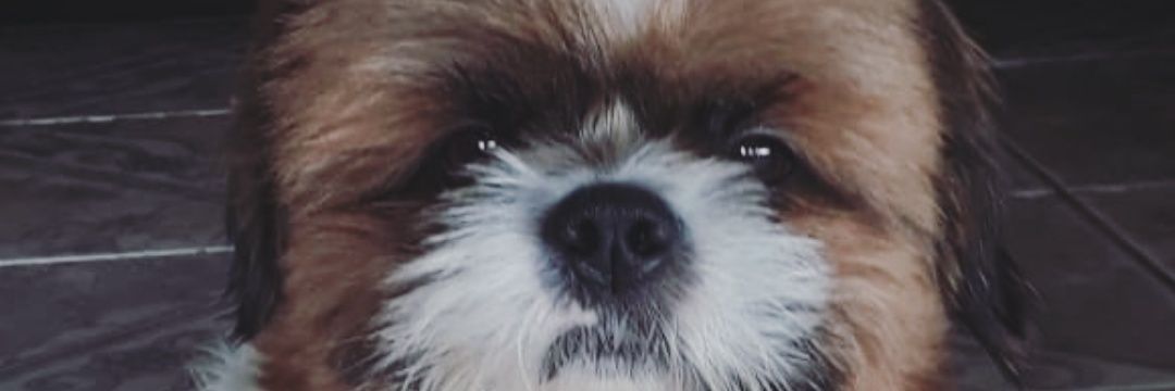 emilly_gsl's profile banner image