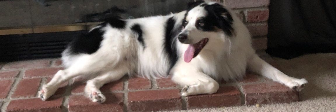 CAMDOGCAM's profile banner image