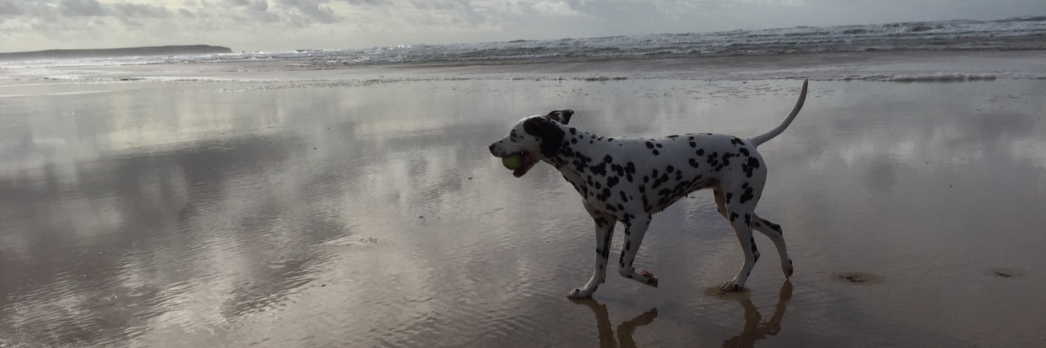 bellaspot's profile banner image