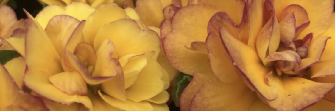 MichysLostFiles's profile banner image
