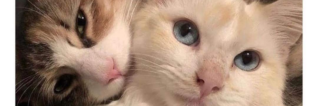 tyfntmrts's profile banner image