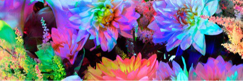 ToxicPerennial's profile banner image