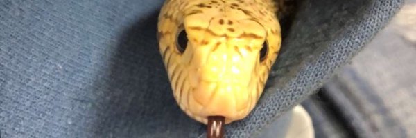 CabinSlayer Profile Banner