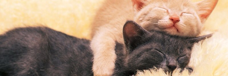 Owl_Kit's profile banner image