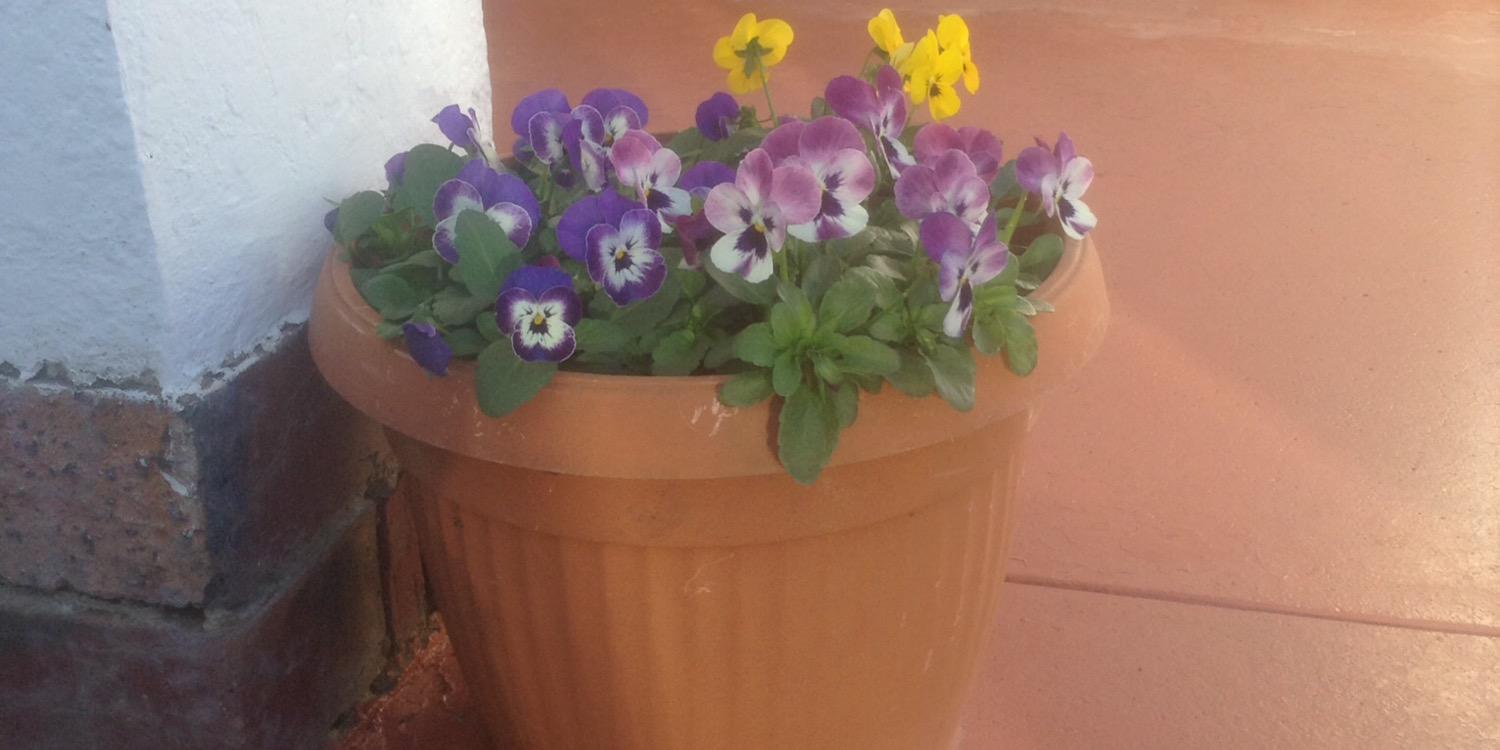 Debbie Packham banner