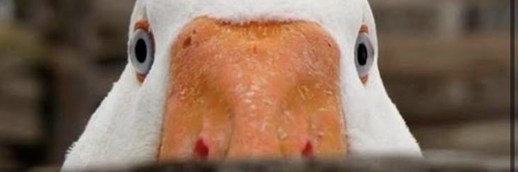 ogansobravo's profile banner image