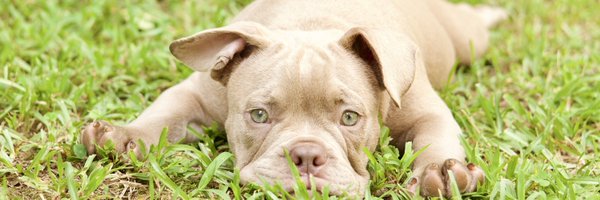 1starlo Profile Banner