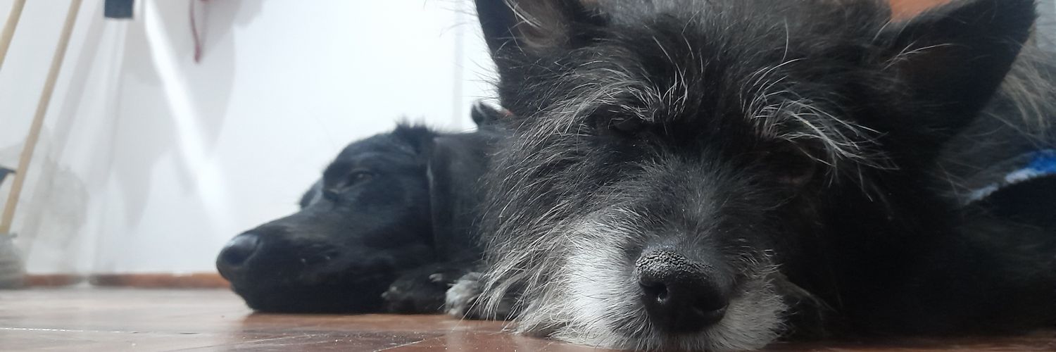 FioSabattoni's profile banner image