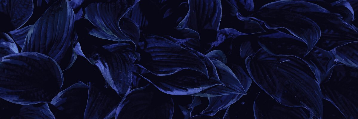 softestspidey's profile banner image