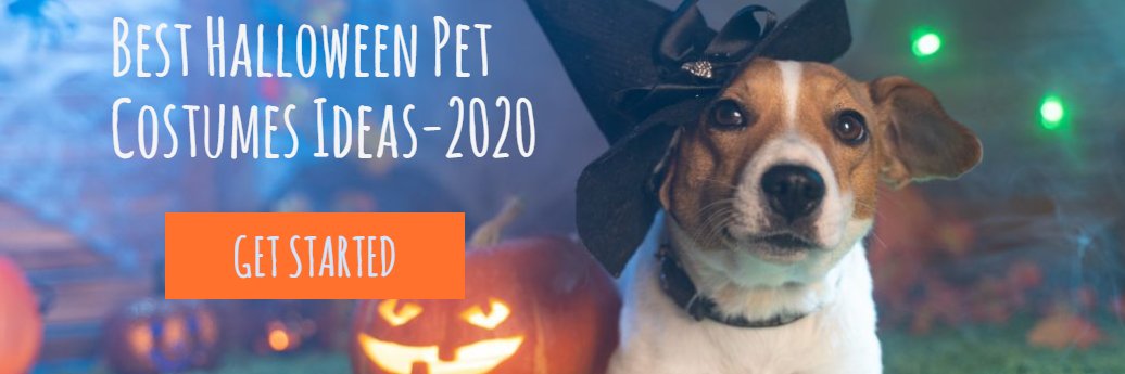 HerePupBlog's profile banner image