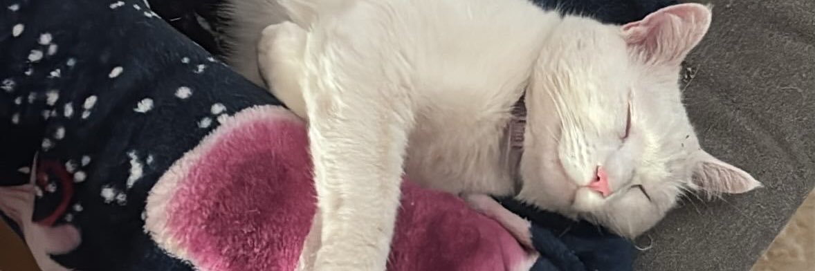 veganchrisv's profile banner image