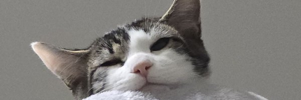 maomao331 Profile Banner