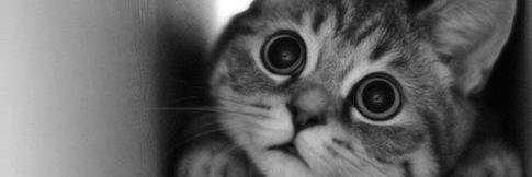 CuteCatsCo's profile banner image