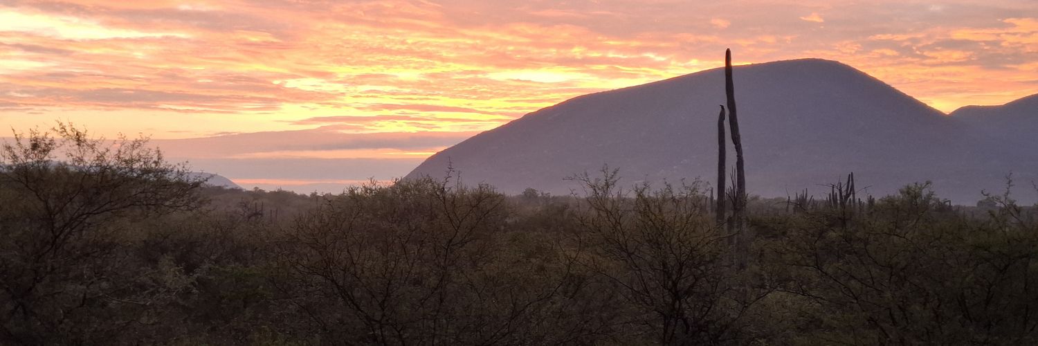 susie may 击 banner