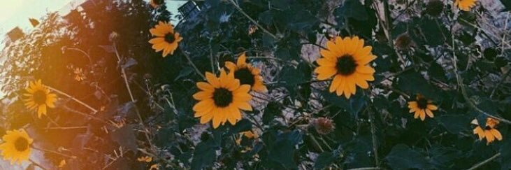 alliesally8's profile banner image