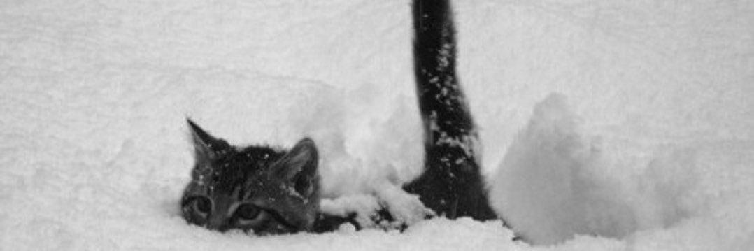 JuliaaBrace's profile banner image
