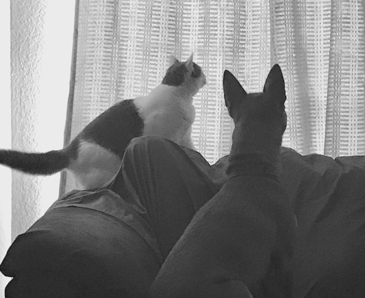 RealAmandaLogan's profile banner image